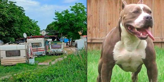 Il fatto è accaduto lungo la ciclabile del Marecchia nei pressi del campo nomadi; a destra un pitbull (archivio)