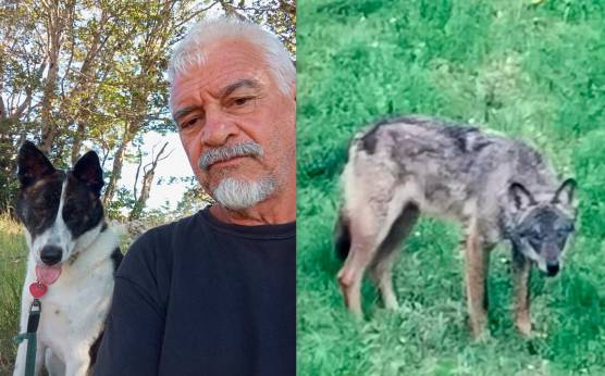 Montevecchi con la sua cagnolina. I lupi sono poi scappati lasciando l’animale privo di vita nel recinto