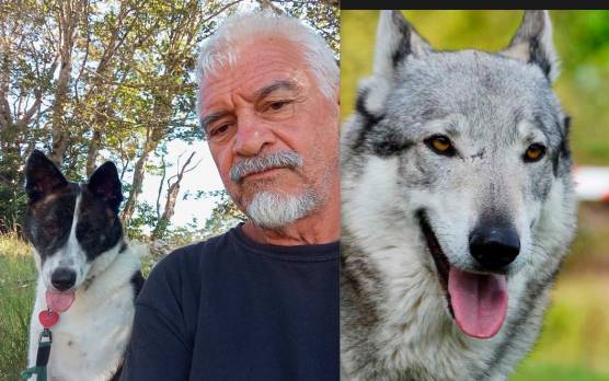 Montevecchi con la sua cagnolina. I lupi sono poi scappati lasciando l’animale privo di vita nel recinto