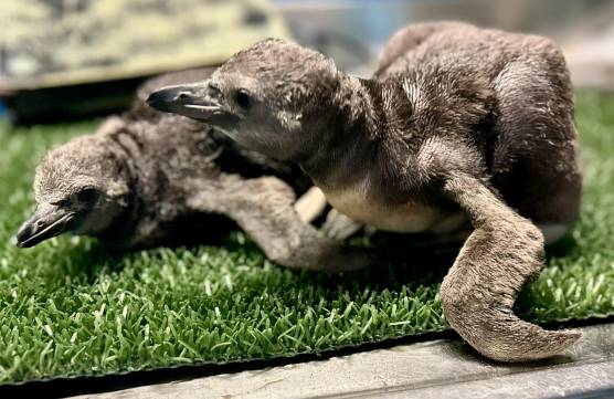 Cattolica, all’acquario sono nati due pinguini di Humboldt VIDEO