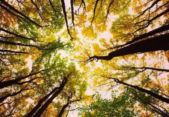 Stoccaggio della CO2 l’Appennino protagonista del “carbon farming”