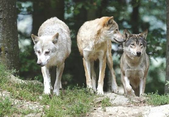 I lupi in provincia di Rimini, la Regione: “Aumentano i casi di conflitto, il piano di gestione va aggiornato”