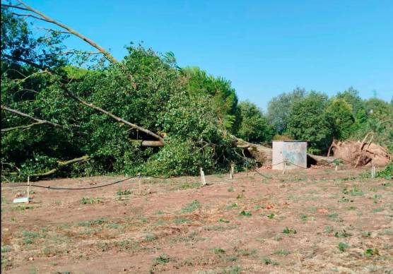 Cesenatico, alberi crollati o danneggiati nel Parco di Ponente. Attenzione ai rami pericolanti