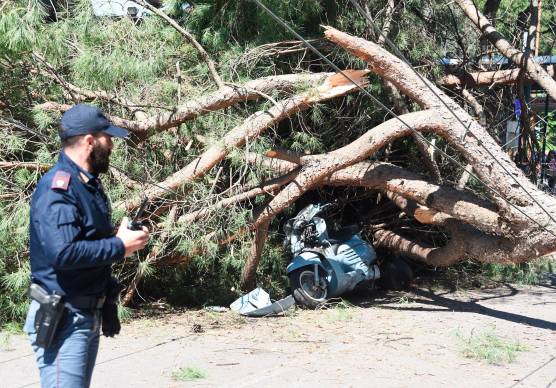 Rimini. L’assessore agli ambientalisti: “Ogni anno oltre 2000 controlli sugli alberi”
