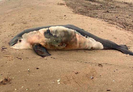 Rimini. Cucciolo di delfino trovato morto in spiaggia