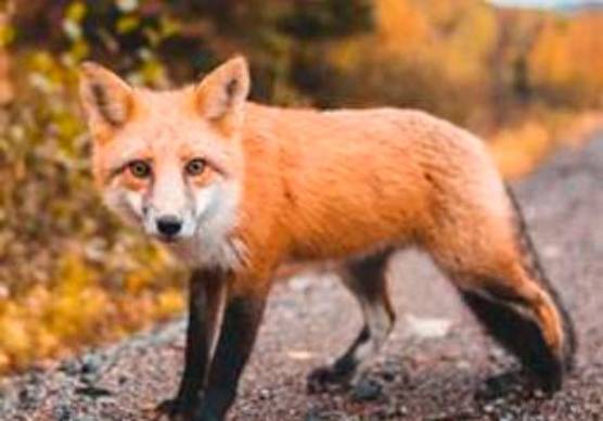 Ravenna, Centro di soccorso animali selvatici chiuso da 4 mesi: interrogazione di Ancisi