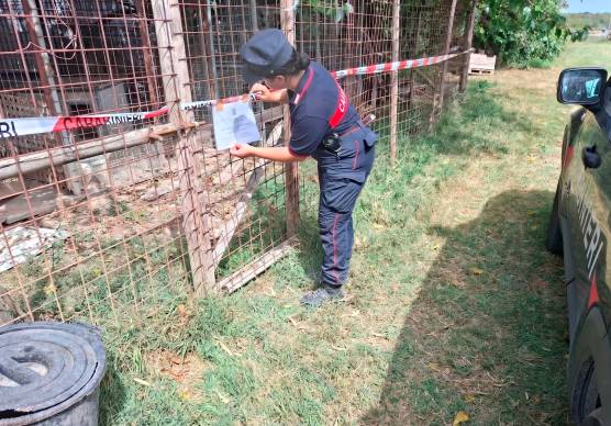 Savio di Ravenna, sette cani segregati nei box in precarie condizioni: scatta il sequestro dei Carabinieri Forestali