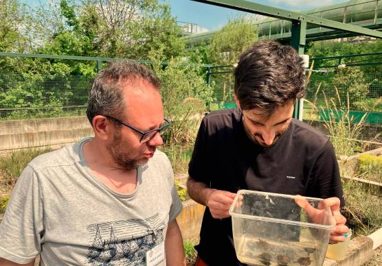Meldola. Rinasce il Parco delle Fonti dopo l’alluvione: nate dieci testuggini palustri europee