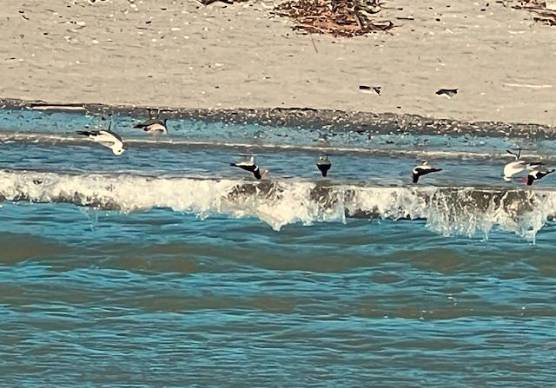 Beccacce di mare a Cesenatico