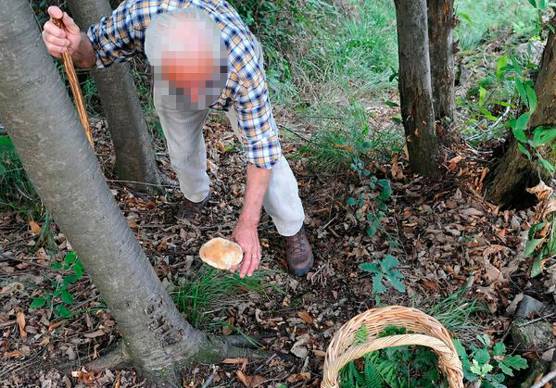 Cesena, intossicata dopo aver mangiato funghi. Trasferita d’urgenza al Sant’Orsola