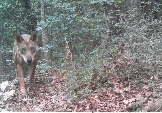 Lupi, il Comune di Gabicce: “Cane al guinzaglio in ambienti naturali”