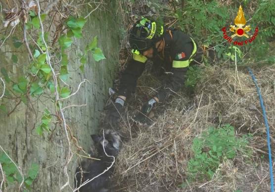Sarsina, cagnolino precipita in un dirupo: salvato dai Vigili del Fuoco