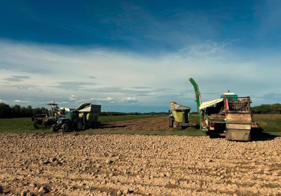 Caldo record in Romagna: orari all’alba, pause e ombra per i 600 lavoratori delle Cooperative Agricole