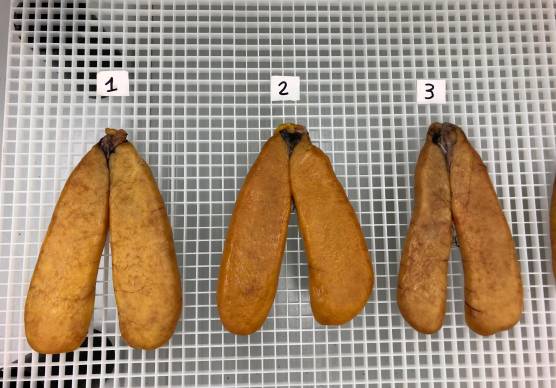 Bottarga in essiccazione