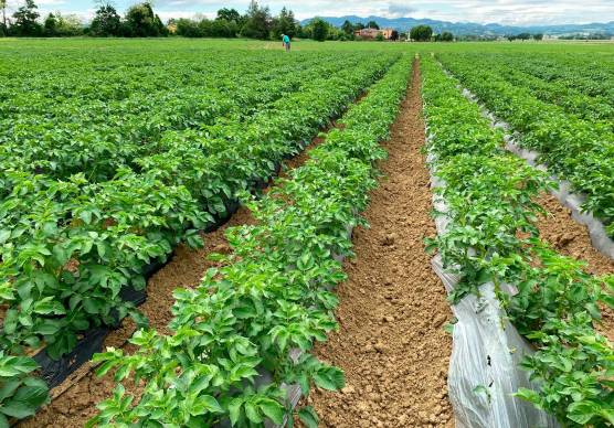 Un campo di patate foto generica di archivio