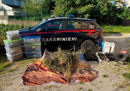Alfonsine, erba di casa sua: una serra professionale per la marijuana, 48enne arrestato
