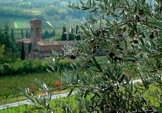Brisighella, iniziativa domenicale per la valorizzazione dell’Olio Dop