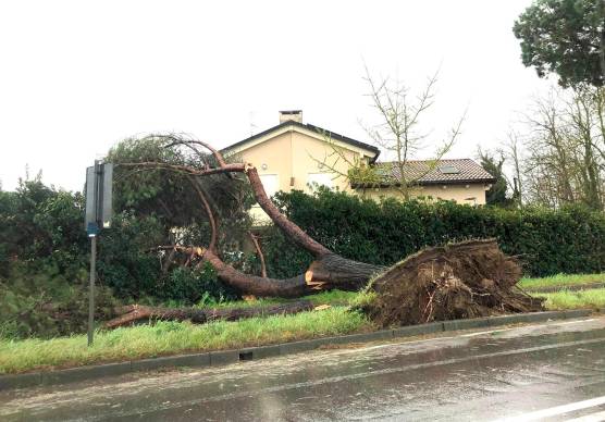 Punta Marina, il vento forte sradica un pino