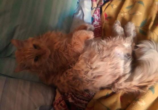 Simba è sparito da giovedì pomeriggio