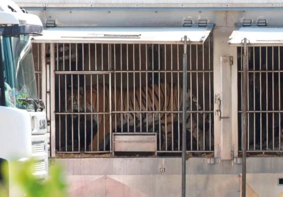 Il materiale fotografico distribuito dal coordinamento. In questa foto una tigre