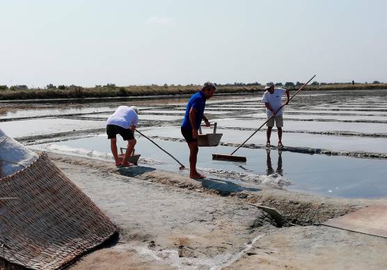 Salinari al lavoro per la raccolta