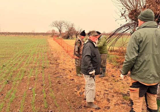 La cattura delle lepri