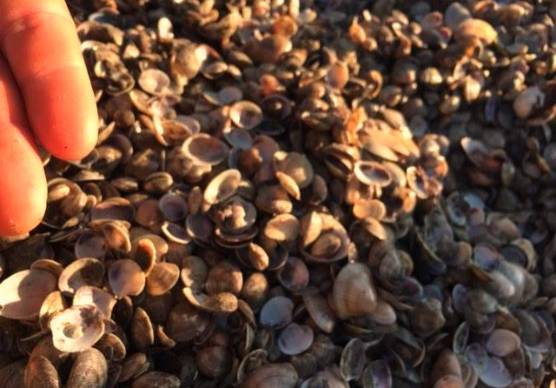 Vongole morte e Manuel Guidotti