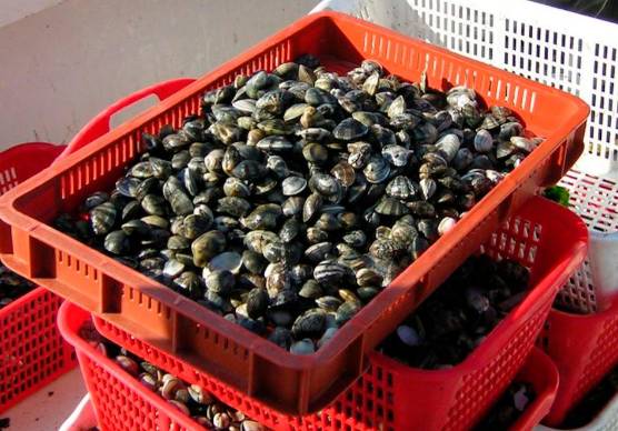 La Romagna difende le sue vongole, tra specie aliene e acque “tropicali”