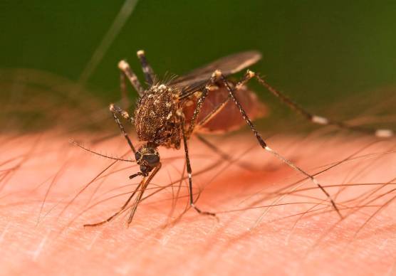 Zanzare, salute e malattie, l’Ausl Romagna mobilitata contro la dengue. Vaccino in arrivo. Il porto di Ravenna osservato speciale