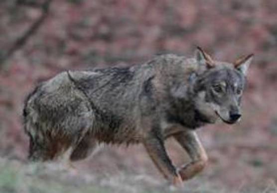 Lupi a Ravenna e dintorni, sono una trentina, avvistamenti e razzie