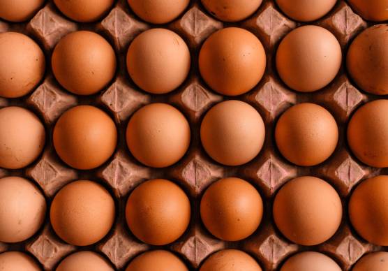 Lugo, nel capannone dei ladri c’era di tutto, da 4mila uova a 4 bici di alta gamma