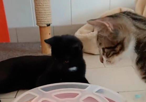 Riccione, a Ferragosto tanti gattini adottati. Lo spassoso “spot” del canile VIDEO