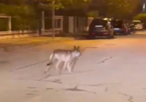 Un avvistamento in zona Cabral, filmato da un cittadino