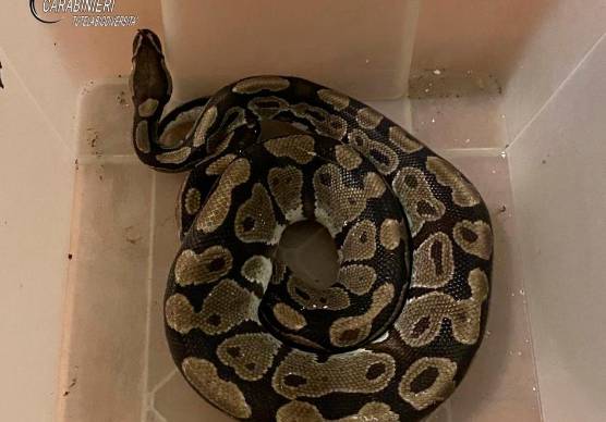Dalle campagne di Lugo spunta un pitone reale lungo quasi un metro e mezzo