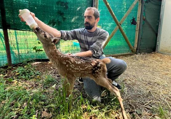 Rimini, la piccola cerva ha perso la mamma e ha trovato un rifugio amorevole al Cras
