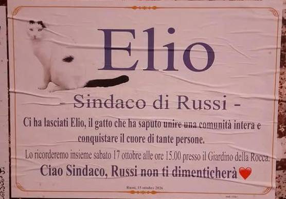 Ravenna, morto il “gatto sindaco” di Russi. Manifesti a lutto per Elio, oggi i funerali del micio adottato dalla città