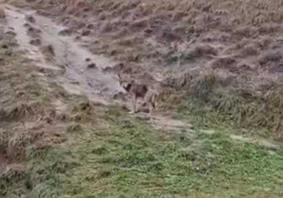 Il lupo filmato da Matteo Cola mentre era col suo rottweiler accanto al campo di basket