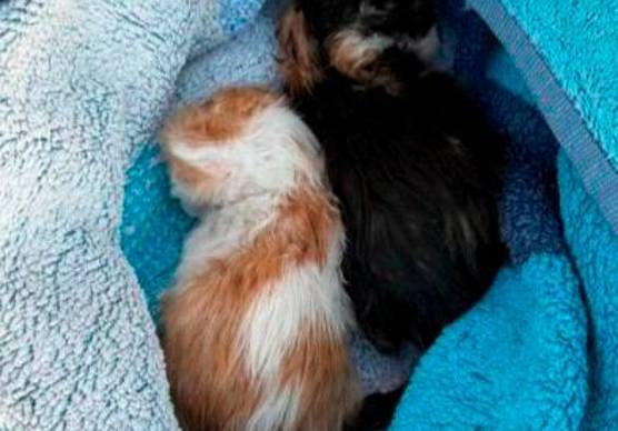 I due gattini ritrovati tra i rifiuti