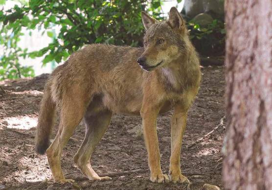 Enpa contro Lollobrigida: “Uccidere i lupi non risolve il problema”