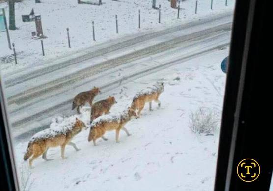 Lupi a San Clemente (Rn) poche settimane fa