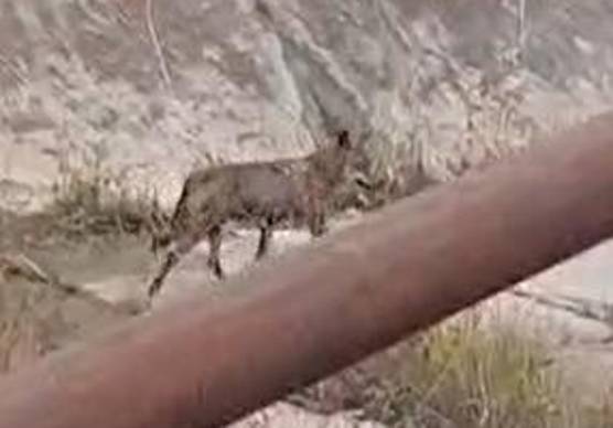 Un lupo fotografato alle porte di Rimini, in zona via Covignano poche settimane fa