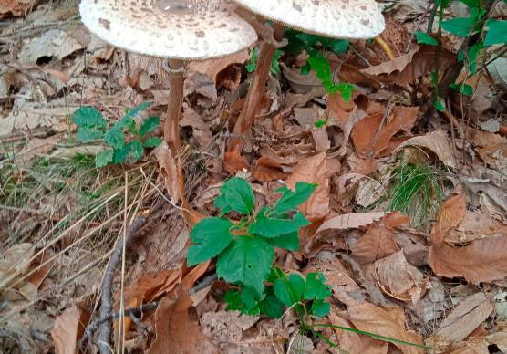 Tempo di funghi: gli orari degli Sportelli Micologici in Romagna
