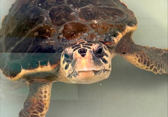 Emilia-Romagna, ogni anno salvate 200 tartarughe marine