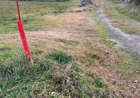 Bocconi avvelenati in un parco