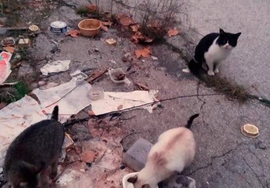 I gatti nella caserma Giulio Cesare