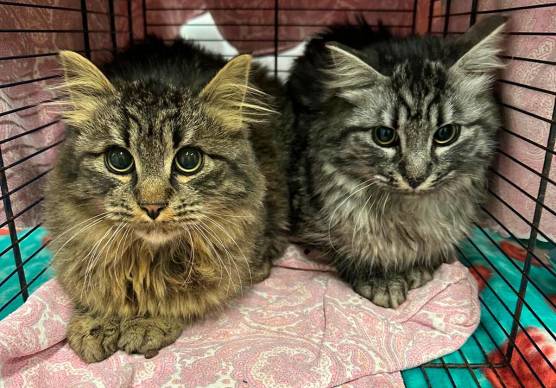 Cesena, gattile sovraffollato: completato il “trasloco” dei gatti in Umbria