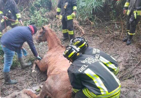 Roncofreddo, cavallo nel fango salvato con l’elicottero VIDEO