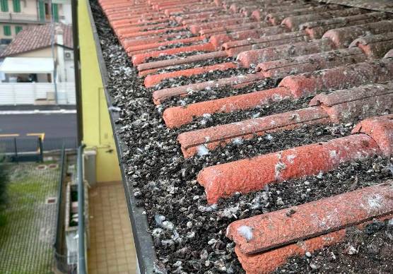 Il guano dei piccioni su un tetto a Capanni