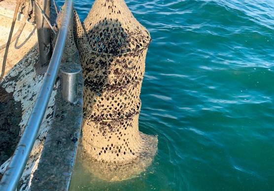 Cesenatico, respinto un terzo delle domande di indennizzo per le mucillagini. La protesta degli esclusi: «Sbagliati i criteri»