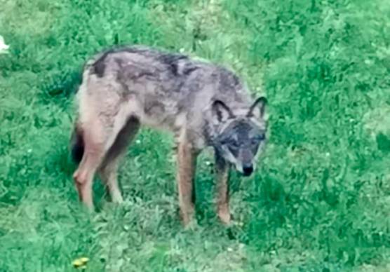 Lupi a San Marino, fototrappole e numero di emergenza: “Ma non c’è aumento”